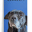 Custom Pet Portrait Canvas Wrap
