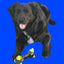 Custom Pet Portrait - Digital Print