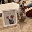Custom Pet Portrait
