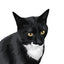 Custom Pet Portrait - Digital Print