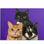 Custom Pet Portrait Canvas Wrap