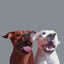 Custom Pet Portrait - Digital Print