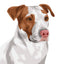 Custom Pet Portrait - Digital Print